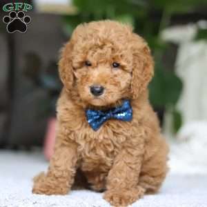 Chief, Goldendoodle Puppy